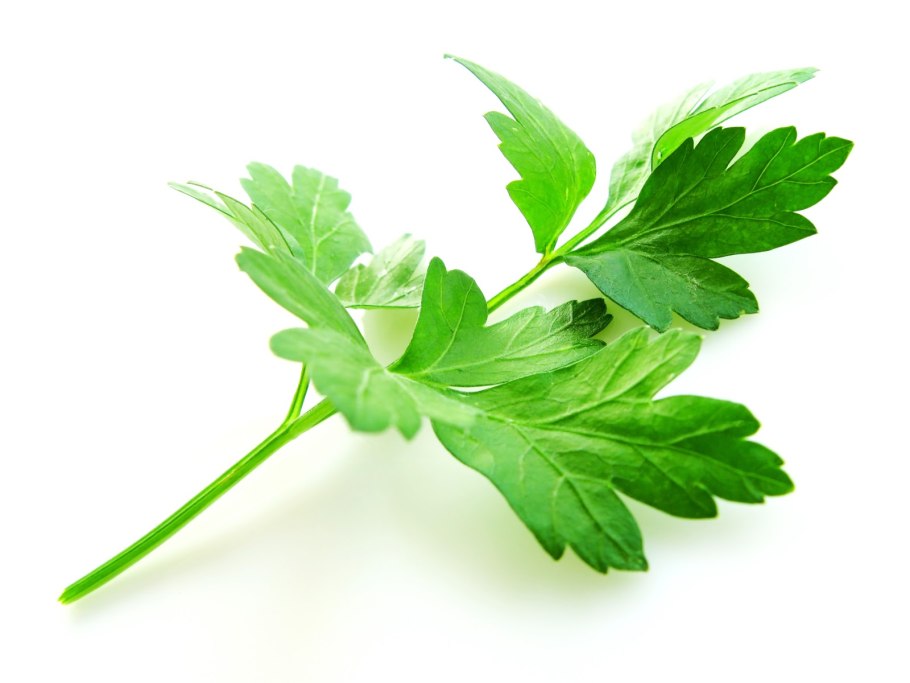 Петрушка Ақжелкен