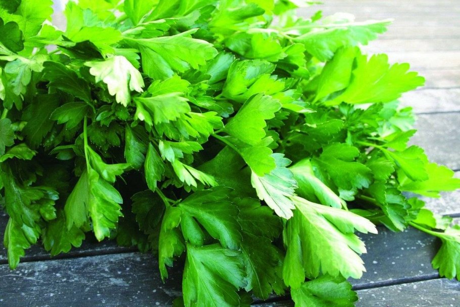Петрушка листовая