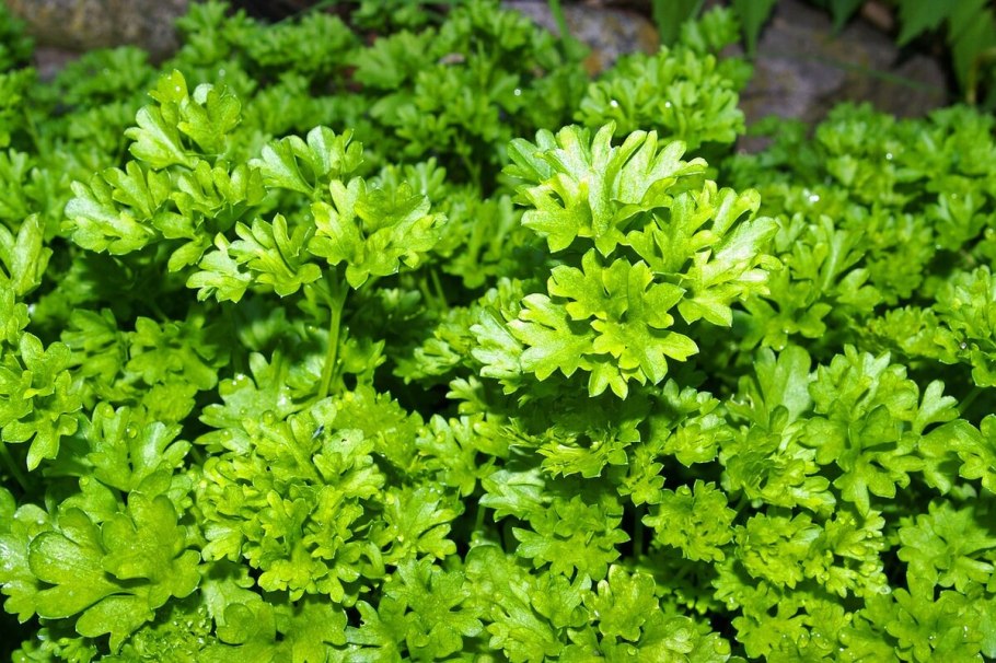 Петрушка parsley