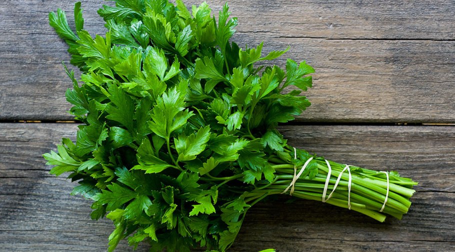 Зелень кинза укроп