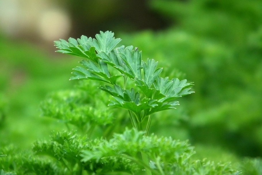 Петрушка (Petroselinum sativum)