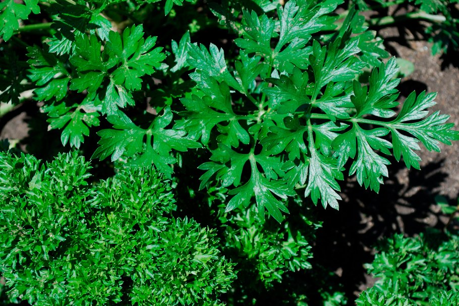 Кучерявая петрушка