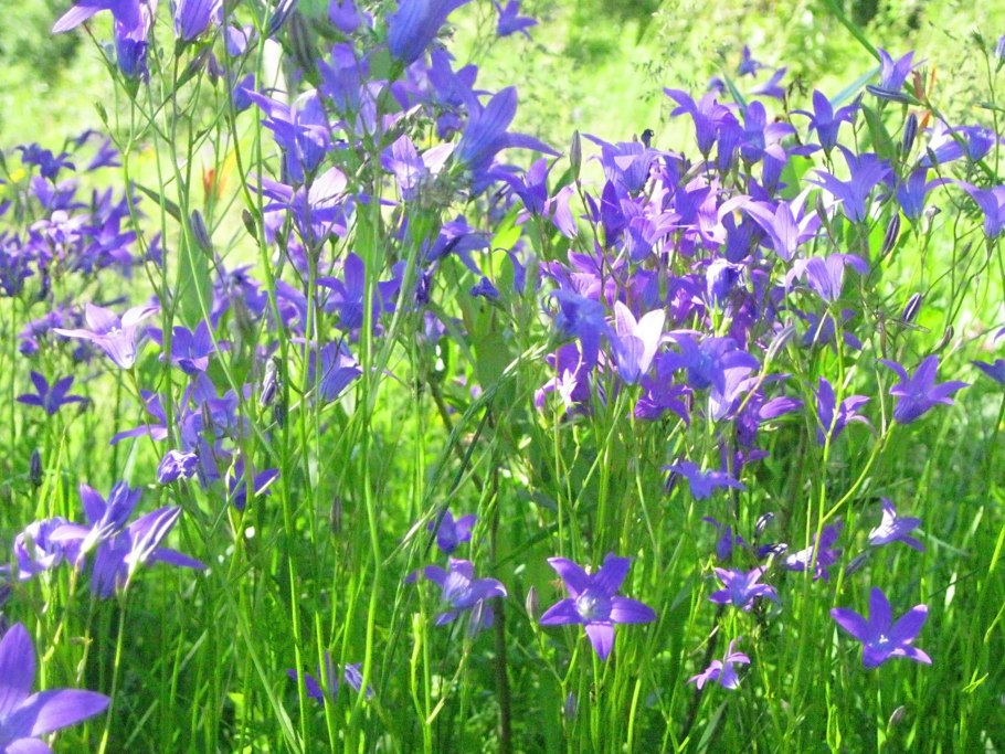 Колокольчик тонколистный полевой