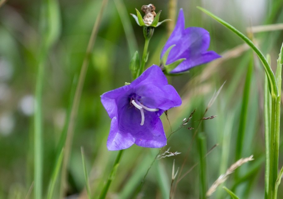 Колокольчик персиколистный (Campanula persicifolia l.)