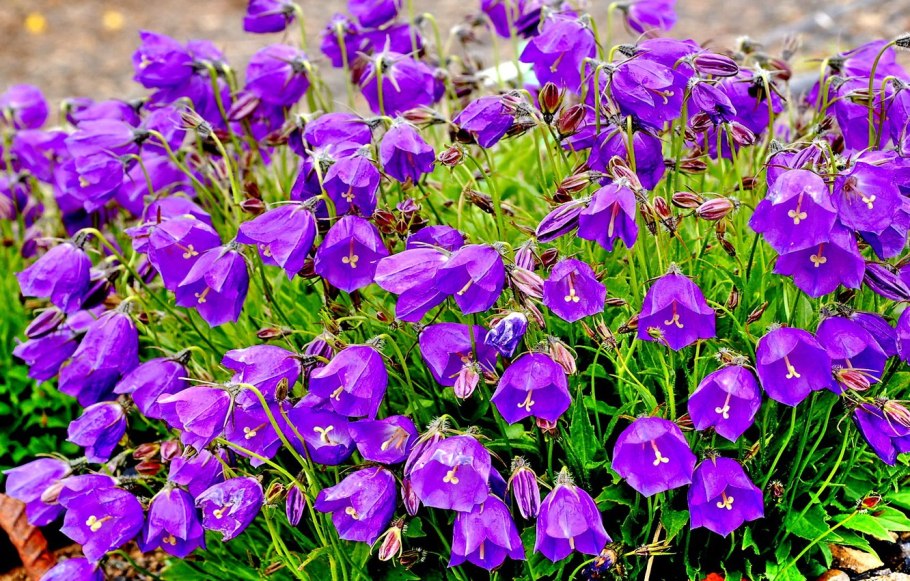 Колокольчик "g.f. Wilson" (Campanula)