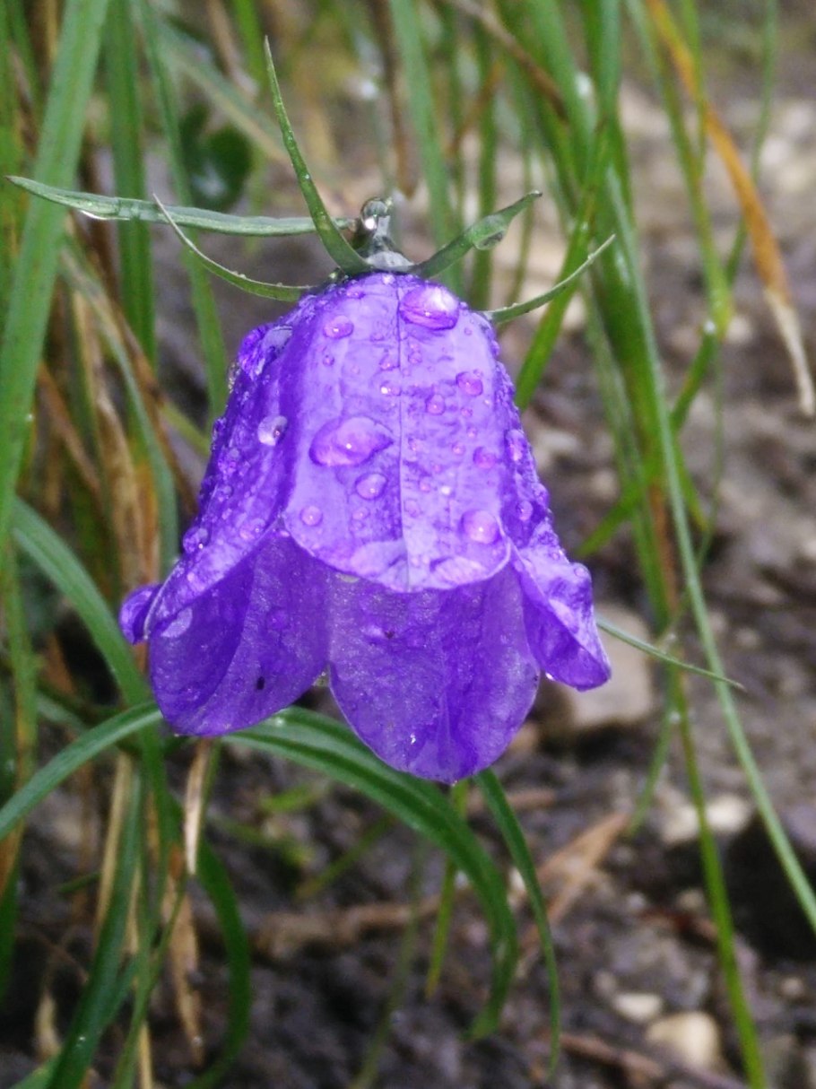 Крапиволистный колокольчик цветок
