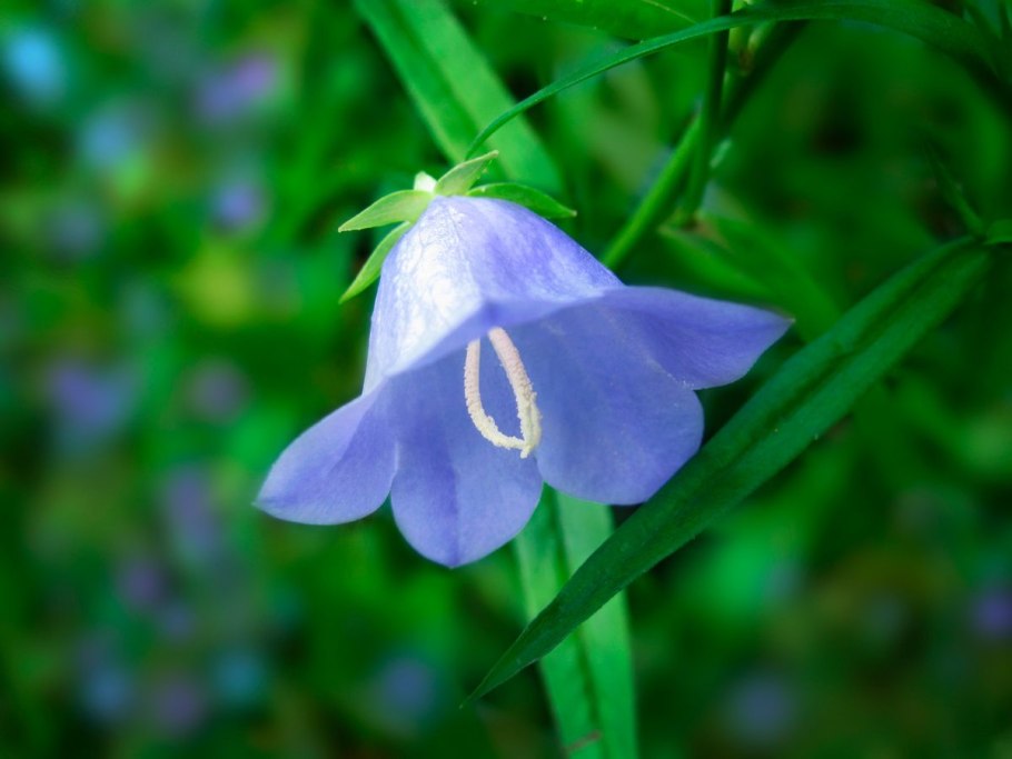 Колокольчик узколистный