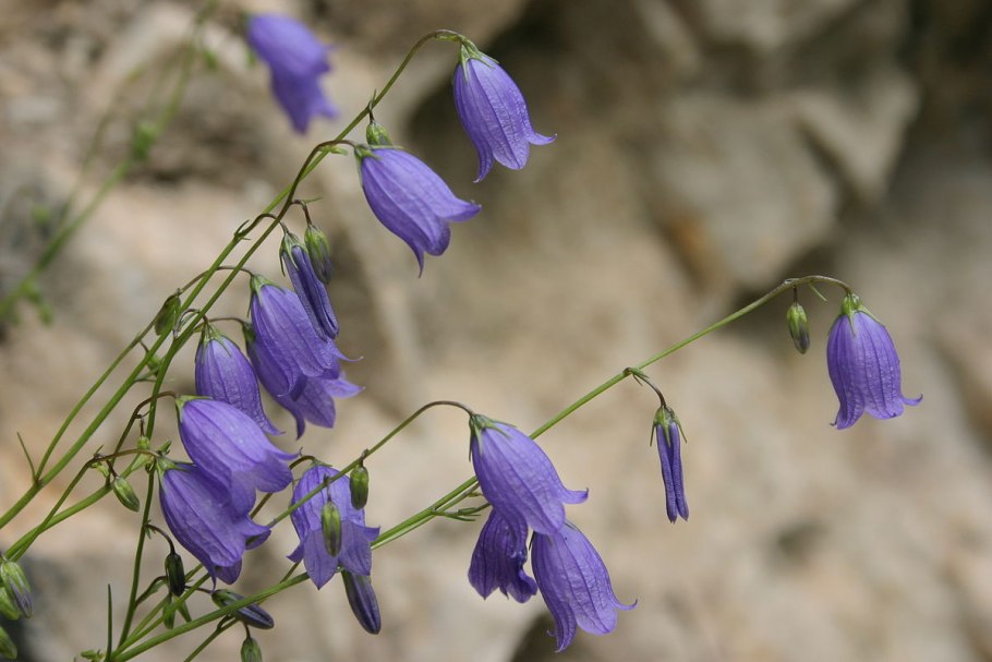 Колокольчик узколистный