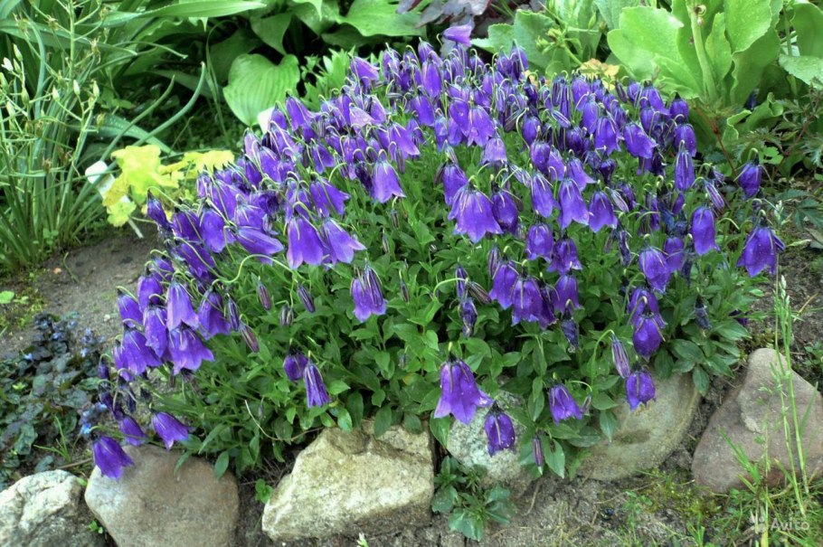Колокольчик Campanula pulloides g.f.Wilson