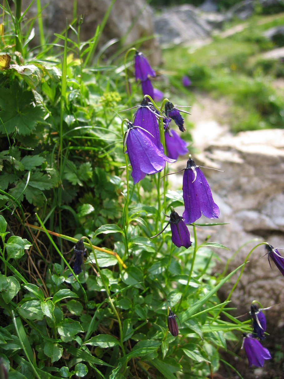 Колокольчик Пржевальского