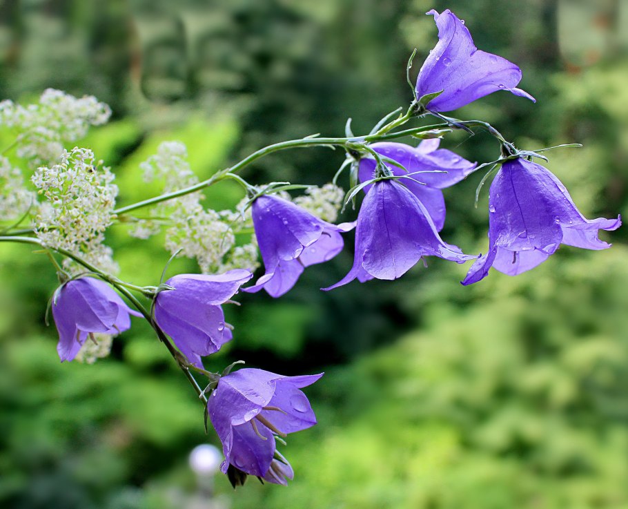 Колокольчик узколистный