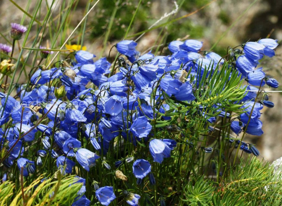Колокольчик ложечницелистный голубой