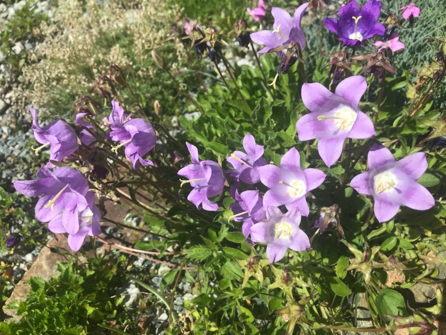 Campanula колокольчик темный