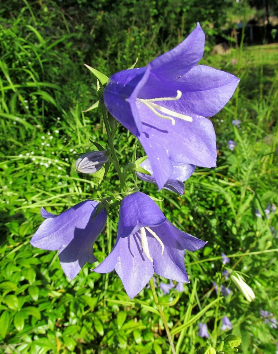 Колокольчик Макашвили - Campanula makaschvilii