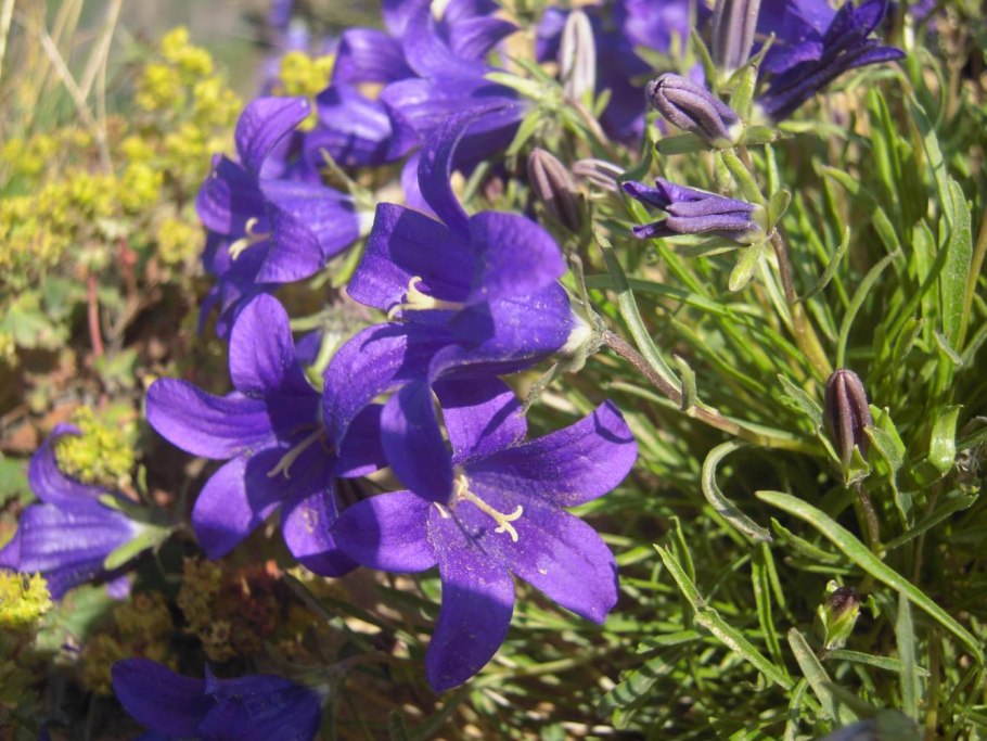 Campanula rotundifolia