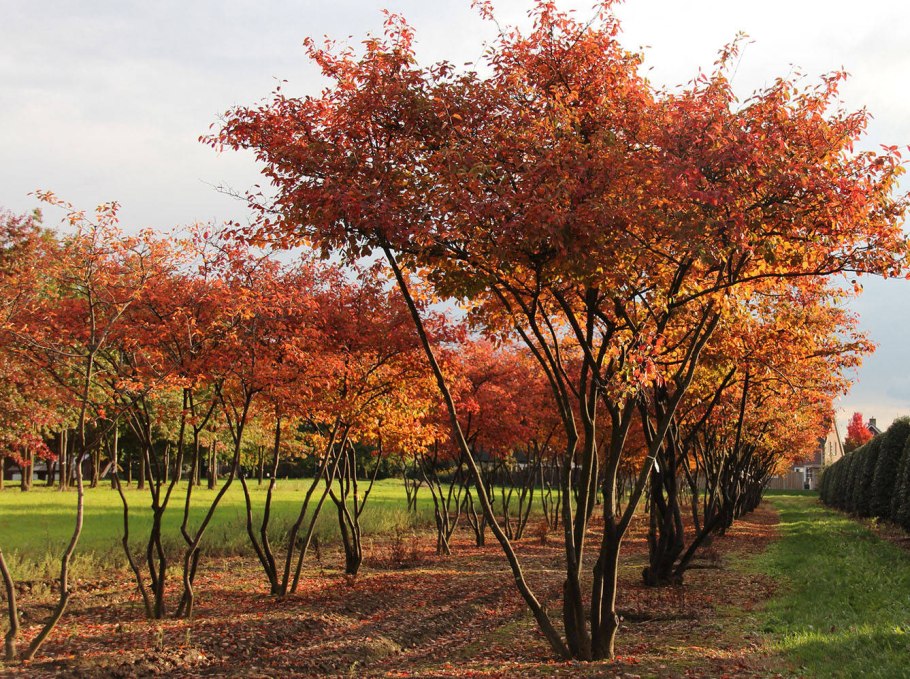 Клен Приречный Гиннала