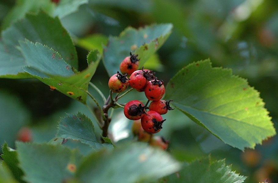 Crataegus oxyacantha