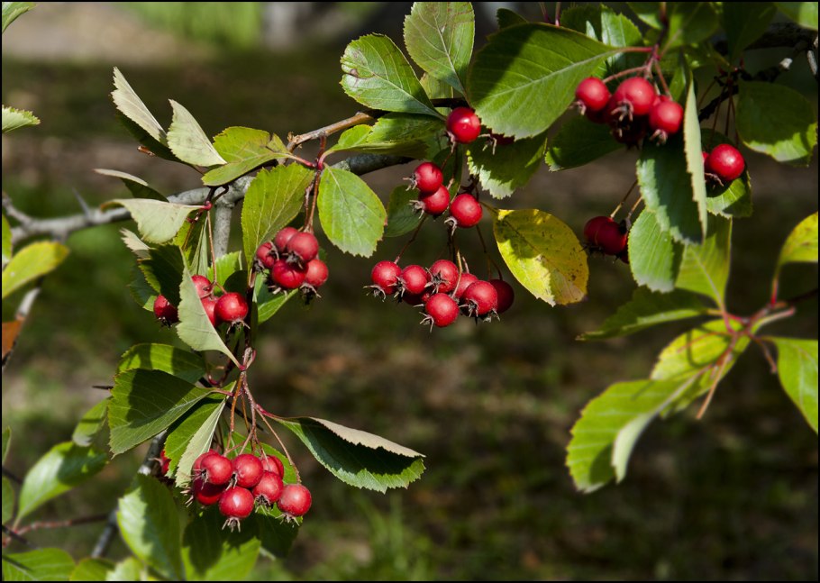 Боярышник Максимовича (Crataegus maximowiczii)