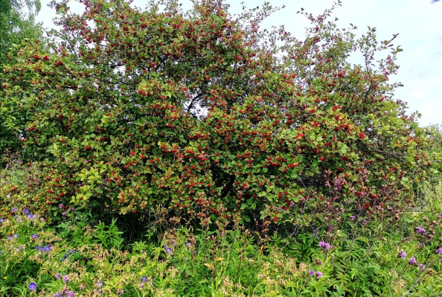 Боярышник Сибирский куст