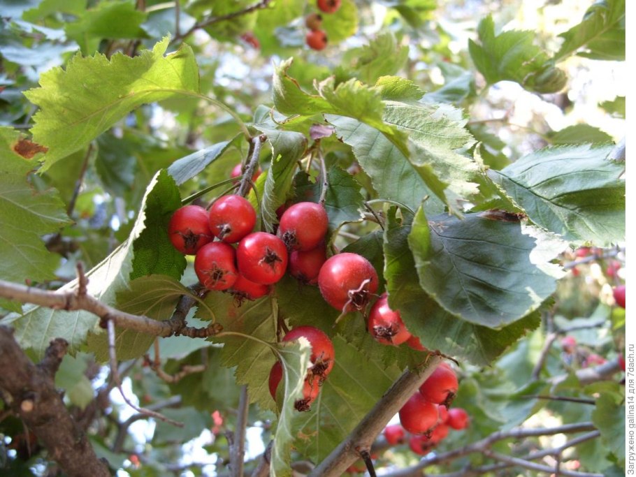 Боярышник Сибирский Crataegus sanguinea