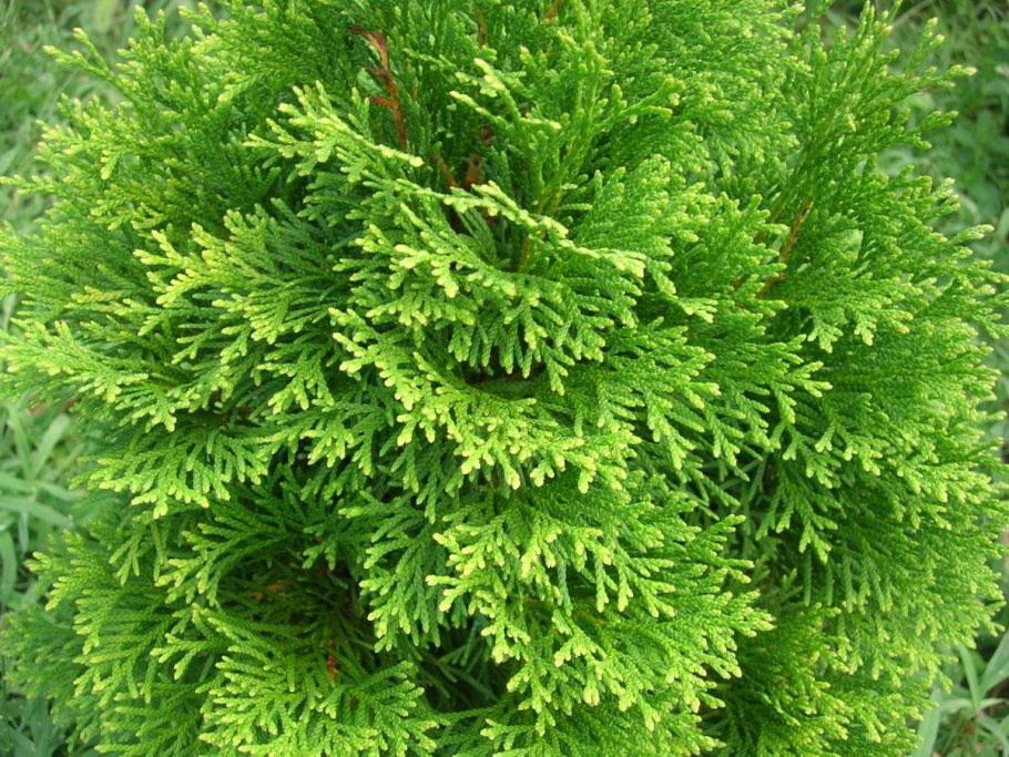 Топиарная стрижка туи ниваки