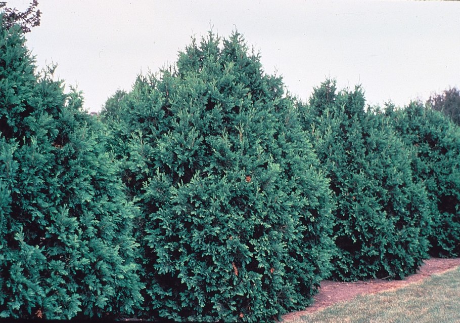 Туя туя японская или Стендиша