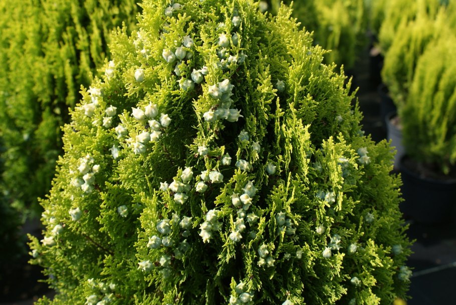 Thuja koraiensis
