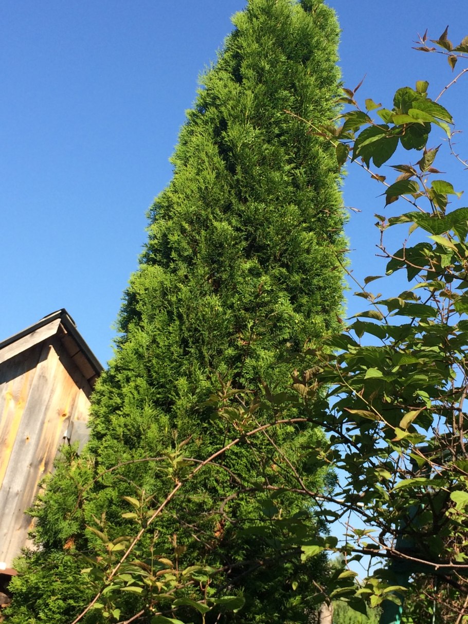 Туя Смарагд