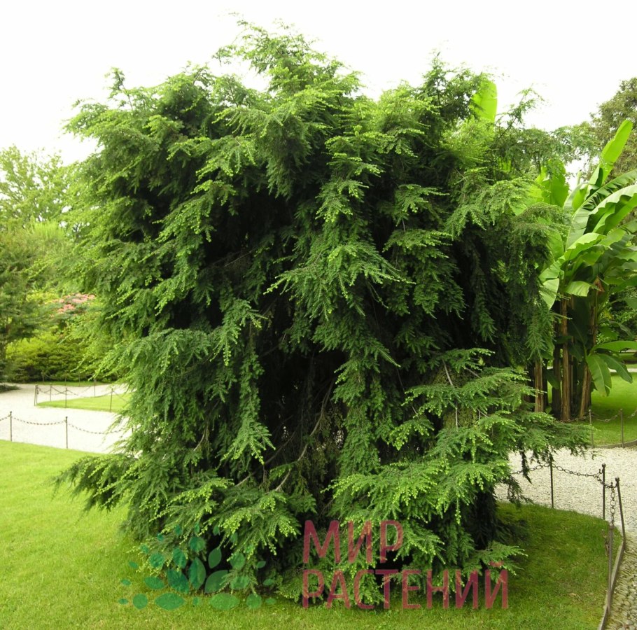 Тсуга канадская джедделох