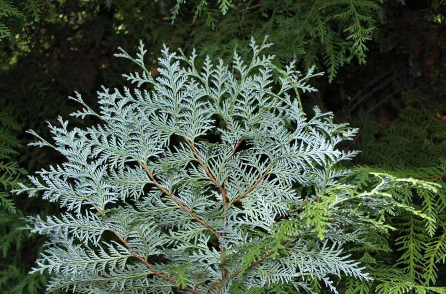 Хвойные туя для волос аптека