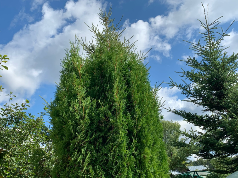 Thuja standishii
