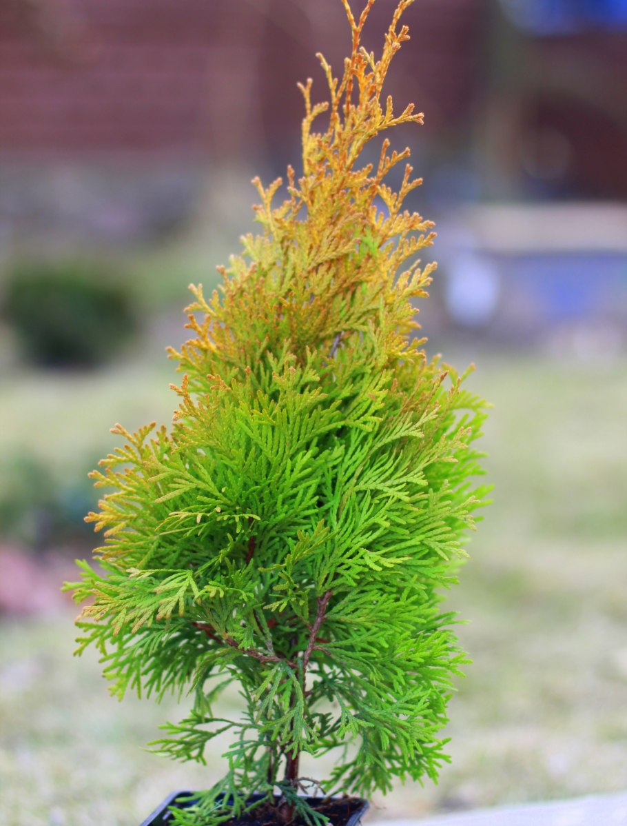 Туя Западная Golden Globe