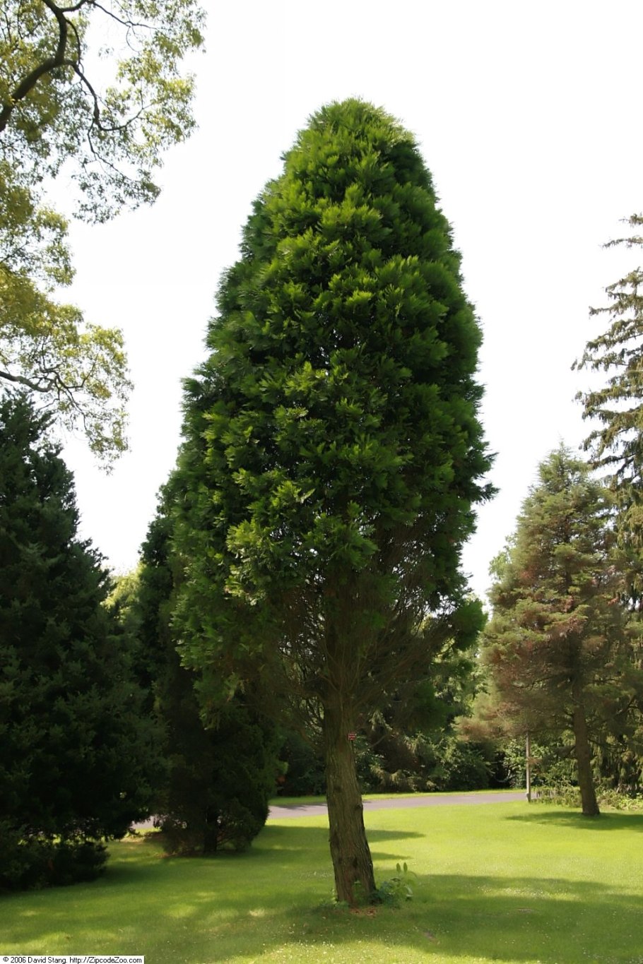 Туя туя японская или Стендиша