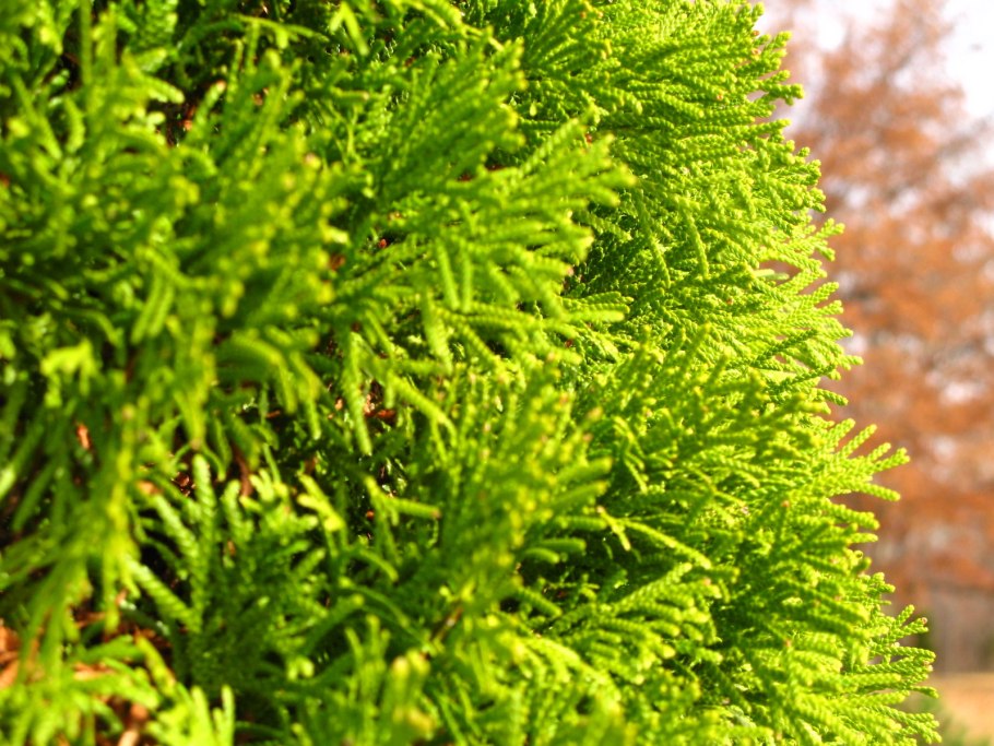 Thuja standishii