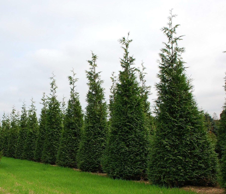 Thuja Green giant туя