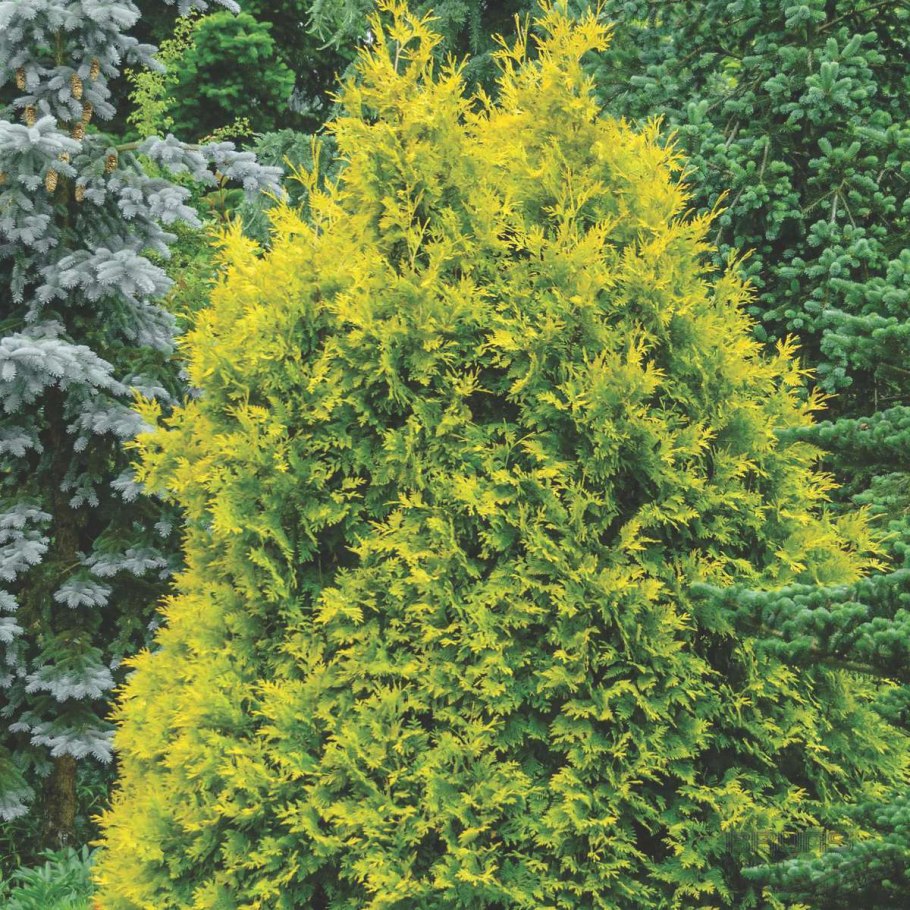 Туя Восточная Пирамидалис Аурея