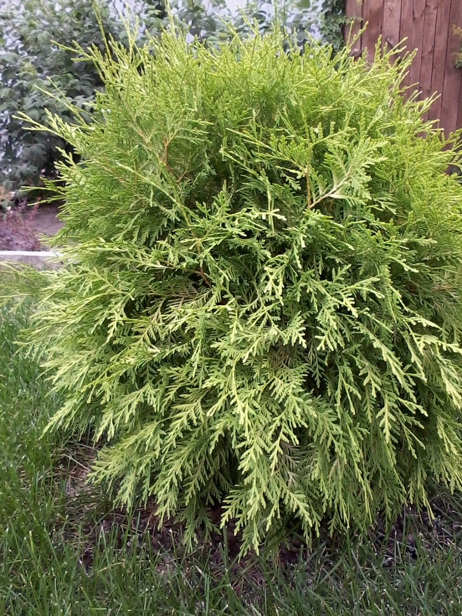 Можжевельник колоновидный (Кипарис)