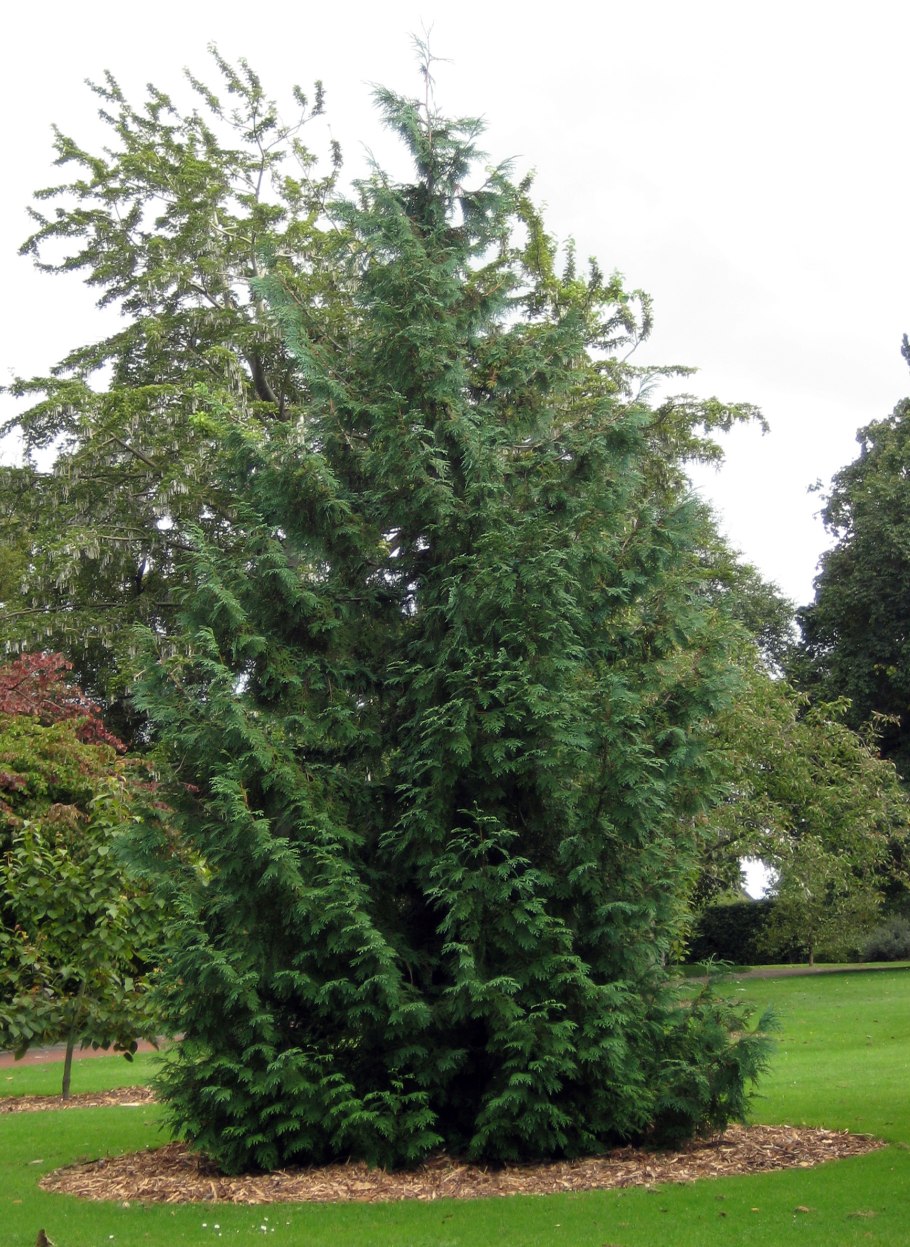 Thuja koraiensis
