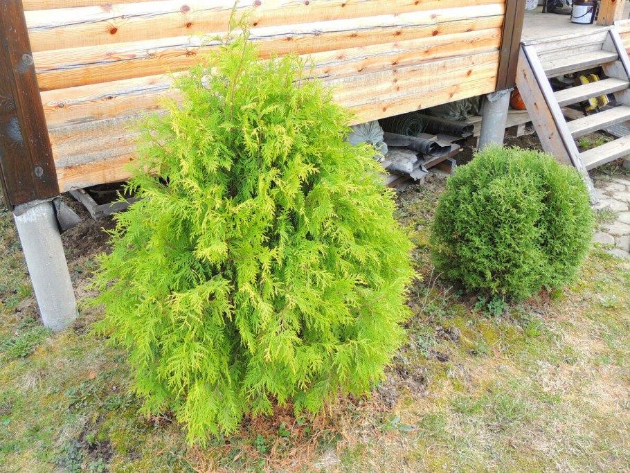 Туя колоновидная