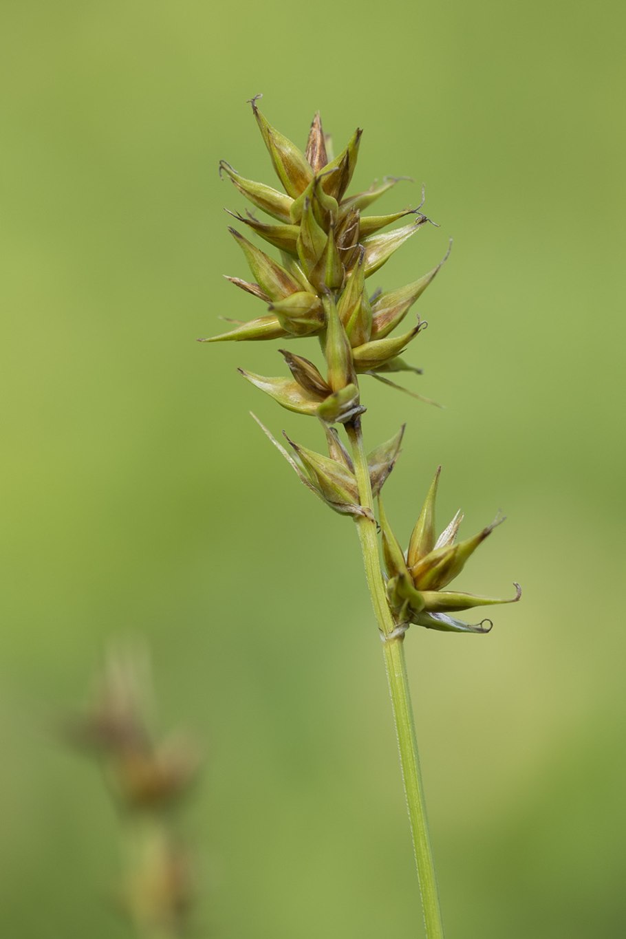 Carex spicata