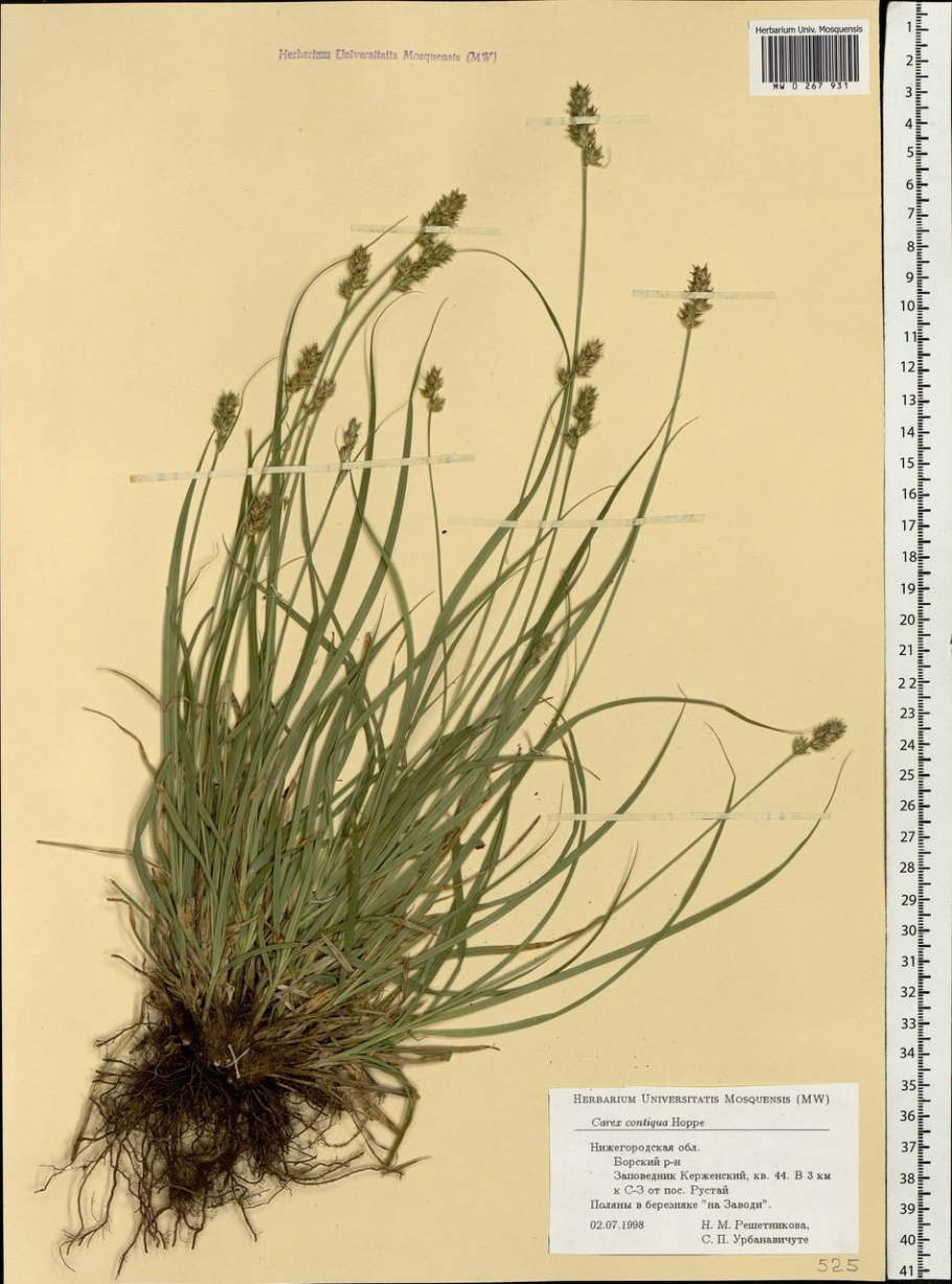 Осока ботаника