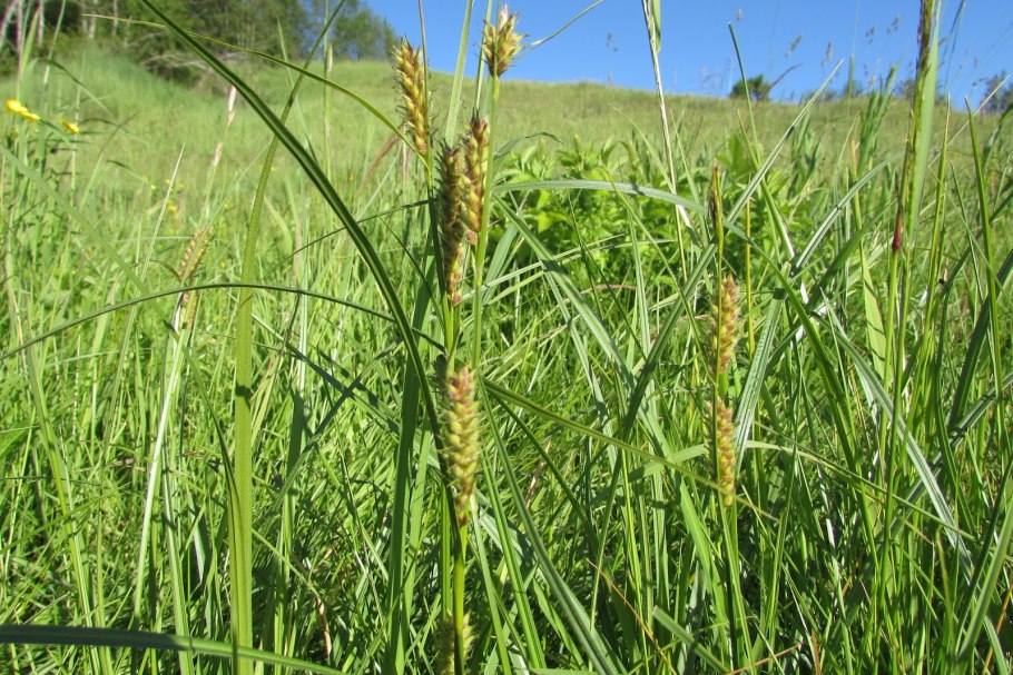 Осока Осока Carex berggrenii