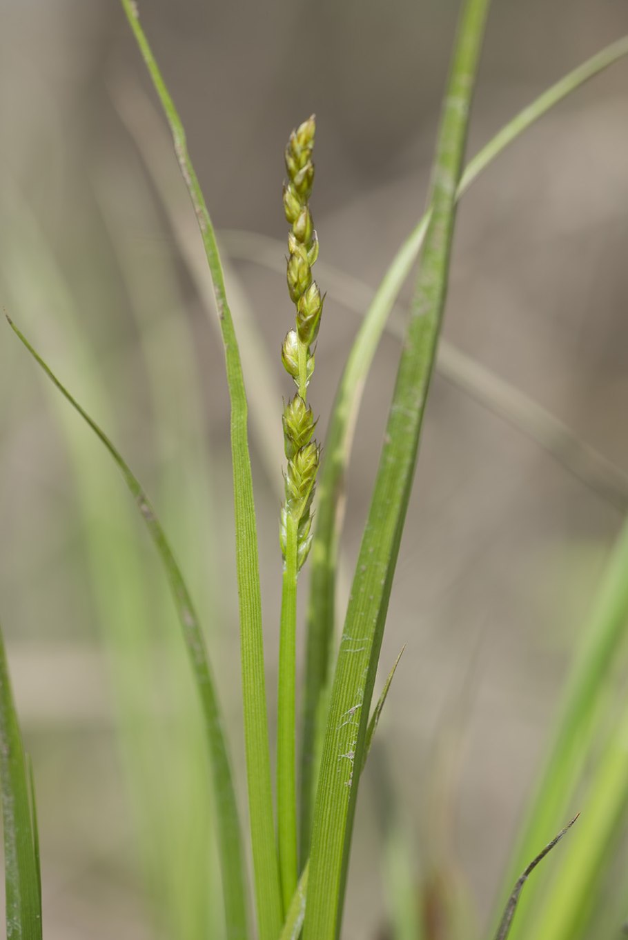 Carex spicata