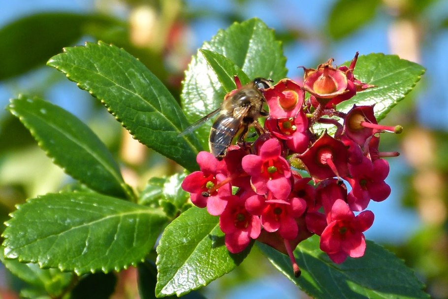 Anopterus macleayanus