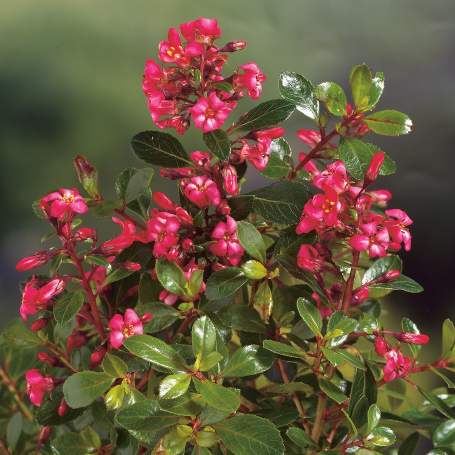 Эскаллония красная