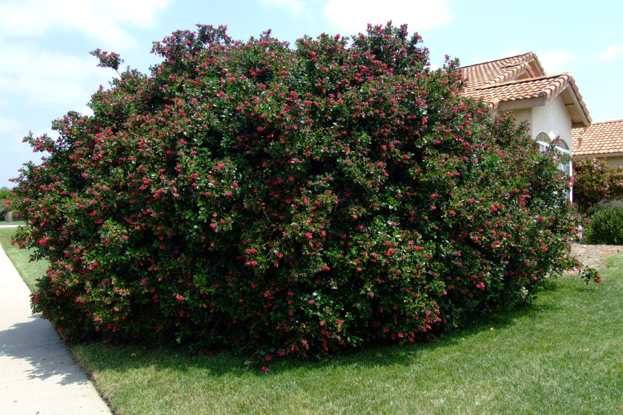 Эскаллония 'Donard Radiance'