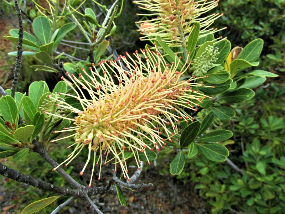 Росянка Капская красная