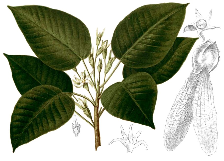 Boscia senegalensis