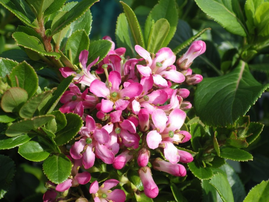 Эскаллония красная