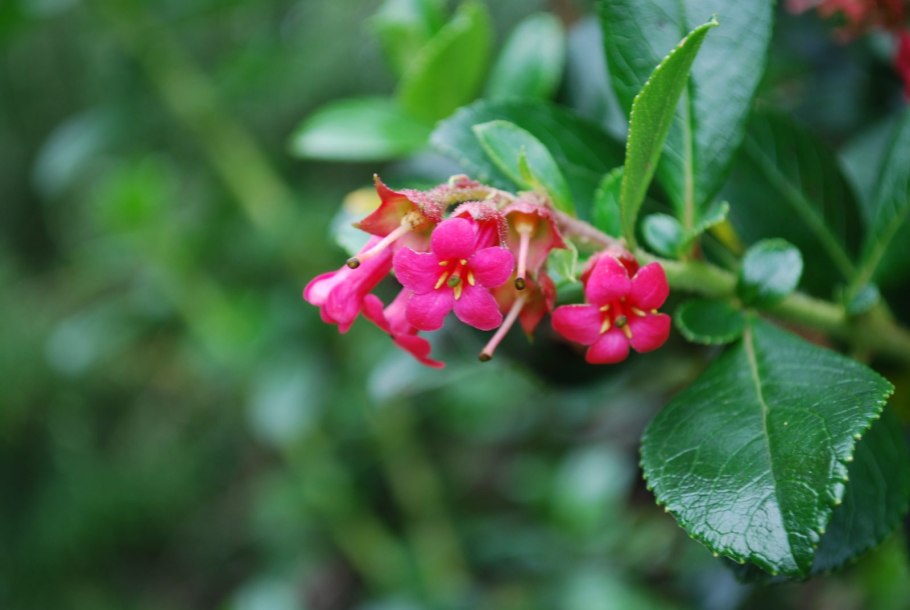 Кустарник Эскаллония в ландшафтном дизайне